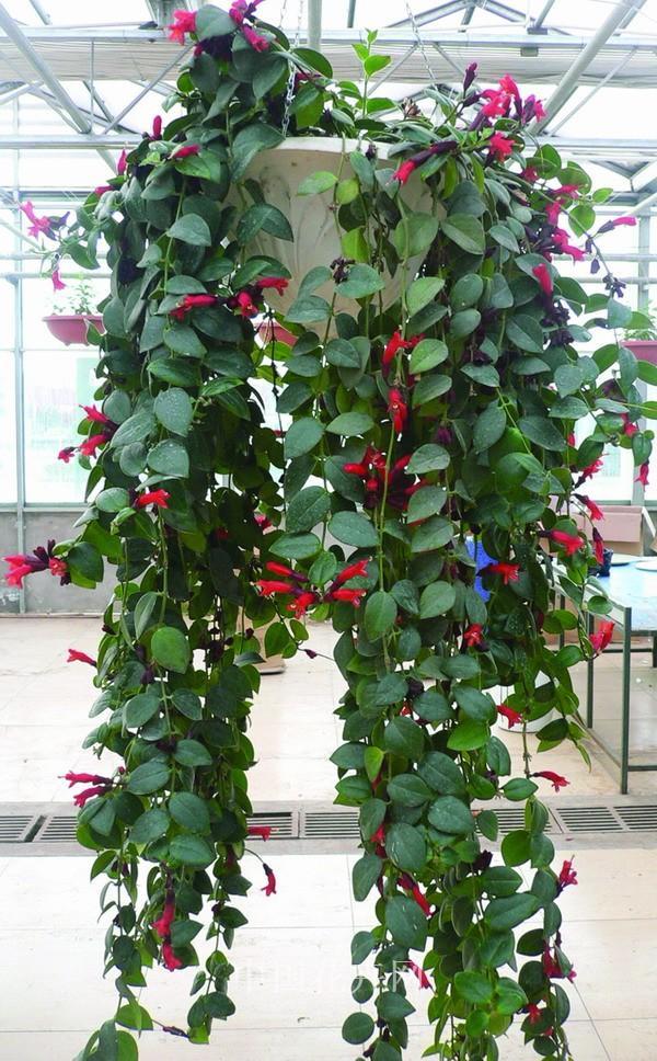 除甲醛最好的吊兰植物你知道是哪些吗