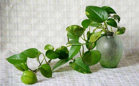 timg (1).jpg timg (1).jpg